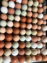 Rainbow Coloured Fertilized Chicken Eggs for Sale