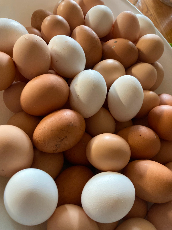 Chicken eggs $5 a dozen in Livestock in Belleville