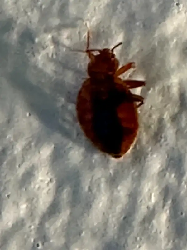 BEDBUG, MICE, COCKROACH, WASP, ANTS, PEST CONTROL64578848383874122