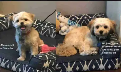 2 Shitzu/Maltese for Rehome, View more