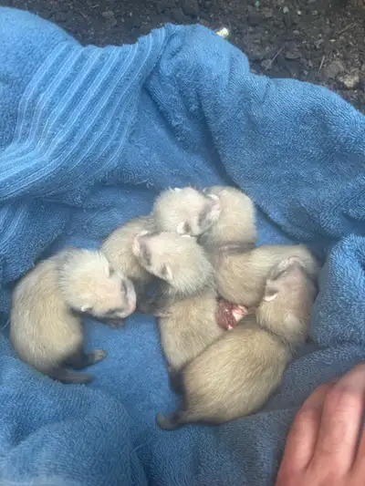 Must have ferret knowledge $400 for 1 and $700 for pairs Raw feed No shots 1 boy and 4 girls availab...