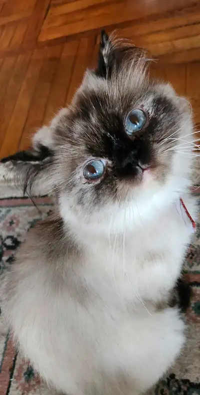 Chatte himalayene pure, View more