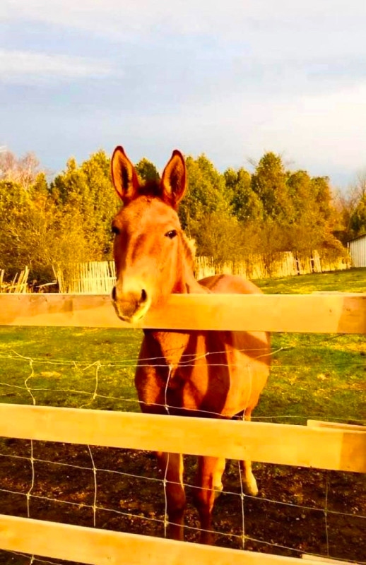 MULE MOLLY 15-1hh 1200pounds , stout correct conformation MULE . in Livestock in Peterborough - Image 4