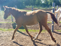 SOLD Hypo-allergenic Curly Horse Gelding for sale