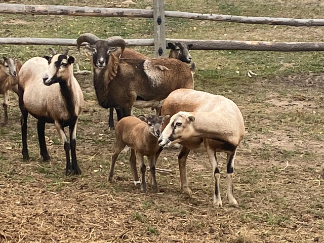 Lambs for sale  in Livestock in Vanderhoof