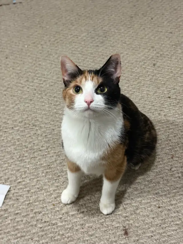 Sweet Calico Cat Looking for a Loving Home – Ottawa/Orléans
