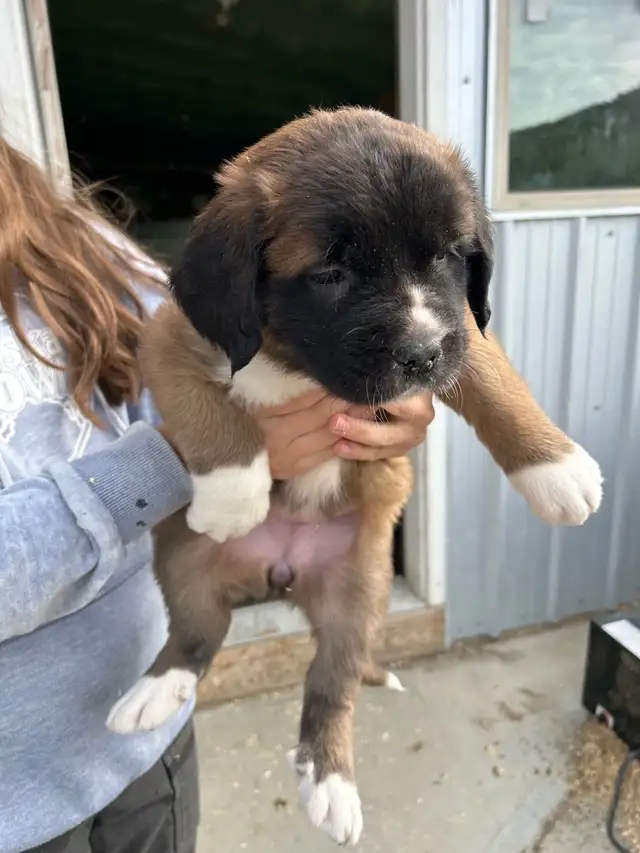 St.Bernard/Mastiff X Puppies for Sale in Dogs & Puppies for Rehoming in Edmonton - Image 7