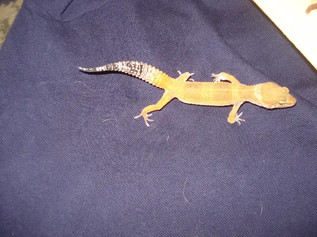WE HAVE A HUGE SELECTION OF REPTILES & AMPHIBIANS in Reptiles & Amphibians for Rehoming in Muskoka - Image 7