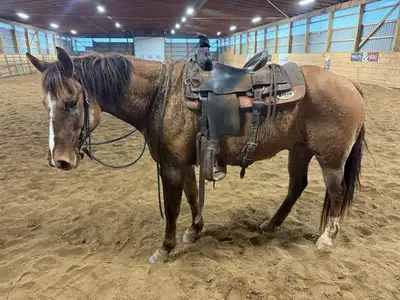 qh ranch gelding , View more
