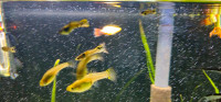 Leopard Guppies for Sale: Adults and Juveniles Available!