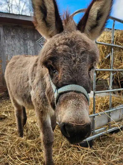 Mini Donkey , View more