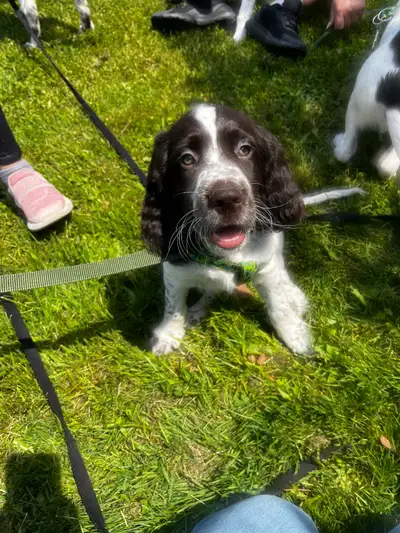 Epagneul Francais Puppy only 4 available, View more