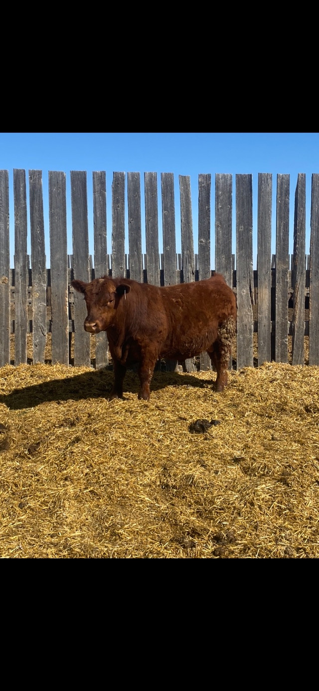 Registered Red Angus Bulls in Livestock in Swift Current - Image 4