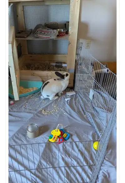 Rabbit for adoption, View more