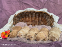 CKC Reg’d Fox Red and Yellow Lab Puppies