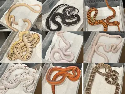 I’m leaving Canada so I’m selling all of my snakes, including proven breeders/new adults/sub adults/...