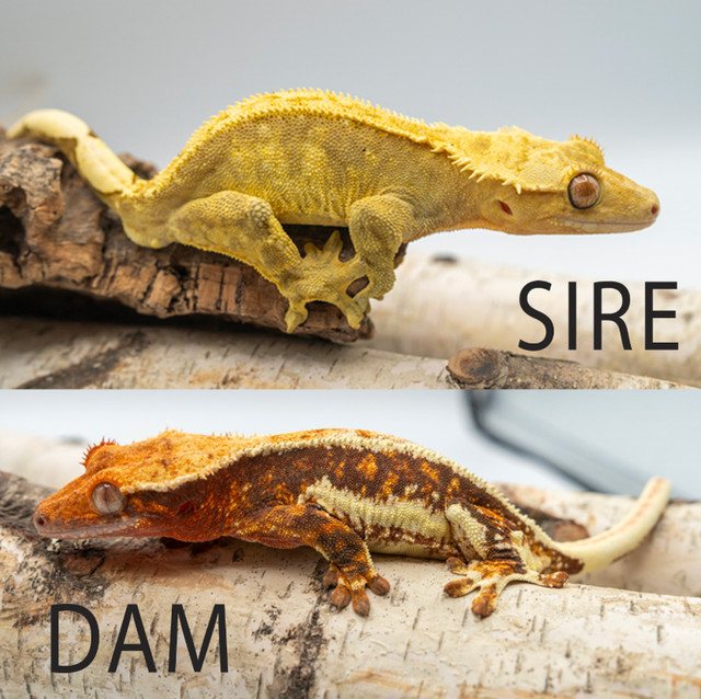 Baby phantom dalmatian crested gecko in Reptiles & Amphibians for Rehoming in City of Toronto - Image 3