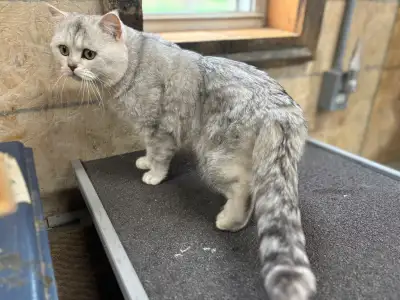 New Price British Shorthair Male, View more