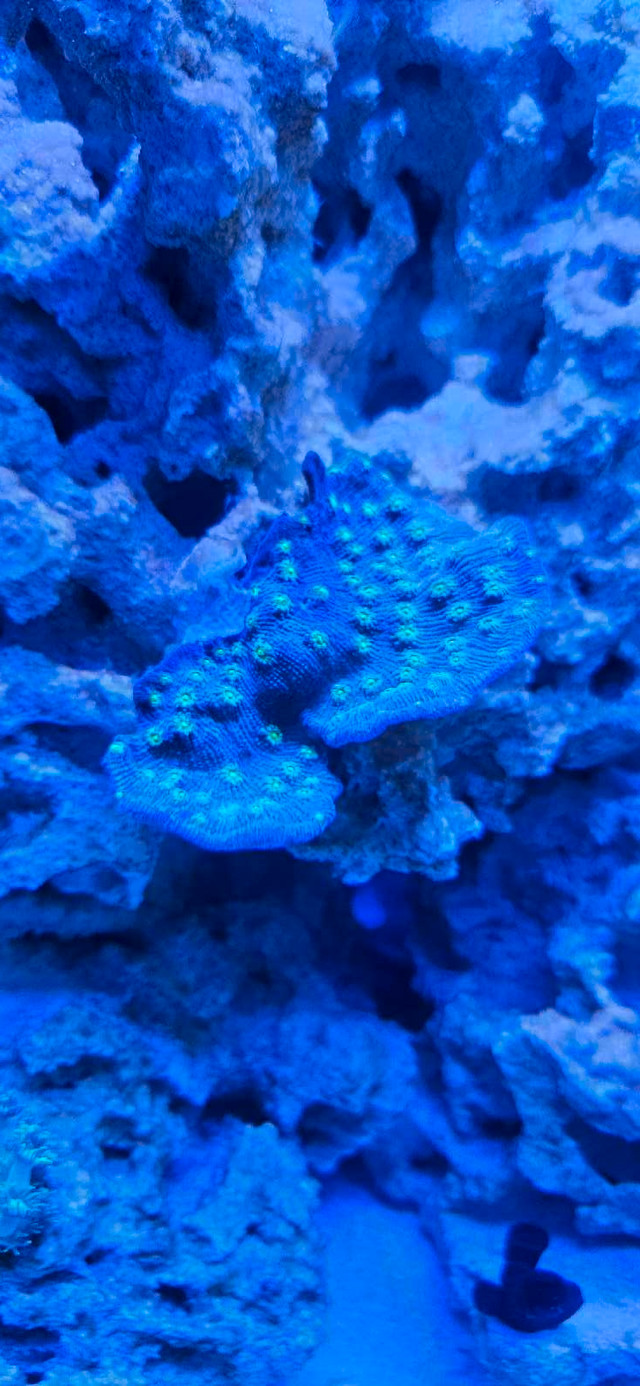 Saltwater Frags zoas and more in Fish for Rehoming in Saint John - Image 3