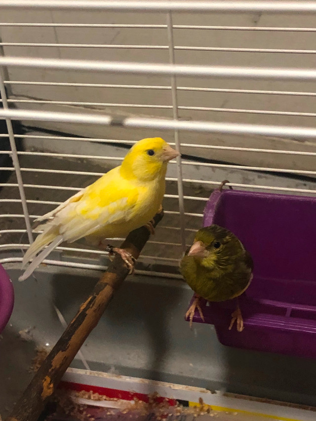 Female American Singer Canaries for sale in Birds for Rehoming in Hamilton - Image 4