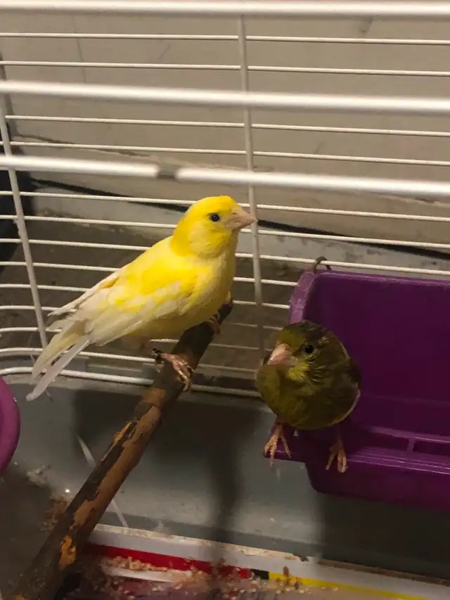 Female American Singer Canaries for sale dans Oiseaux à adopter dans Hamilton - Image 5