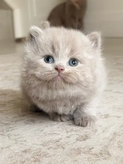 Tica Registered British Longhair & Shorhair, View more