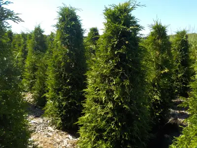 SPRUCE and CEDAR TREES FOR SALE, View more
