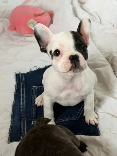 French Bulldog Puppies , View more