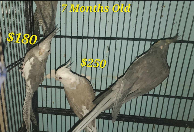 Cockatiel for Sale!!! in Birds for Rehoming in City of Toronto