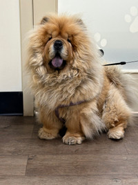 Chow chow European High quality puppies for rehoming 