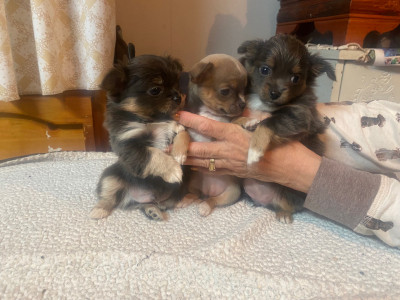 Chihuahuaxpomeranian pups 