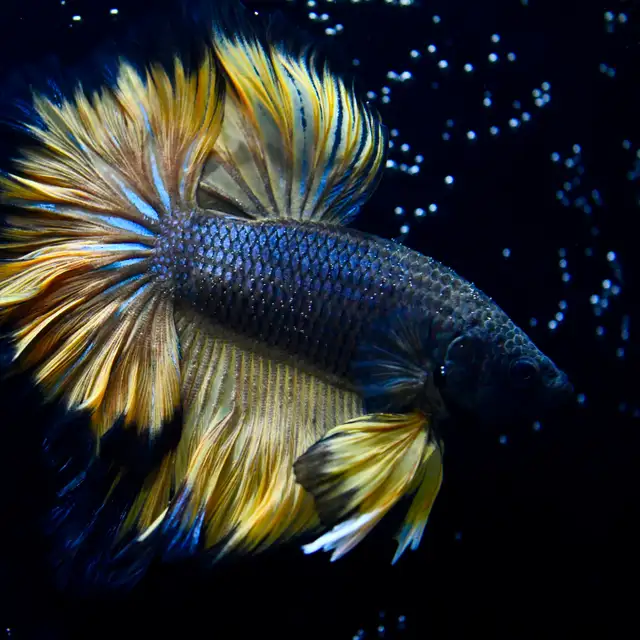 Betta Fish with Bold Color & Clean Lines in Fish for Rehoming in Moncton - Image 8