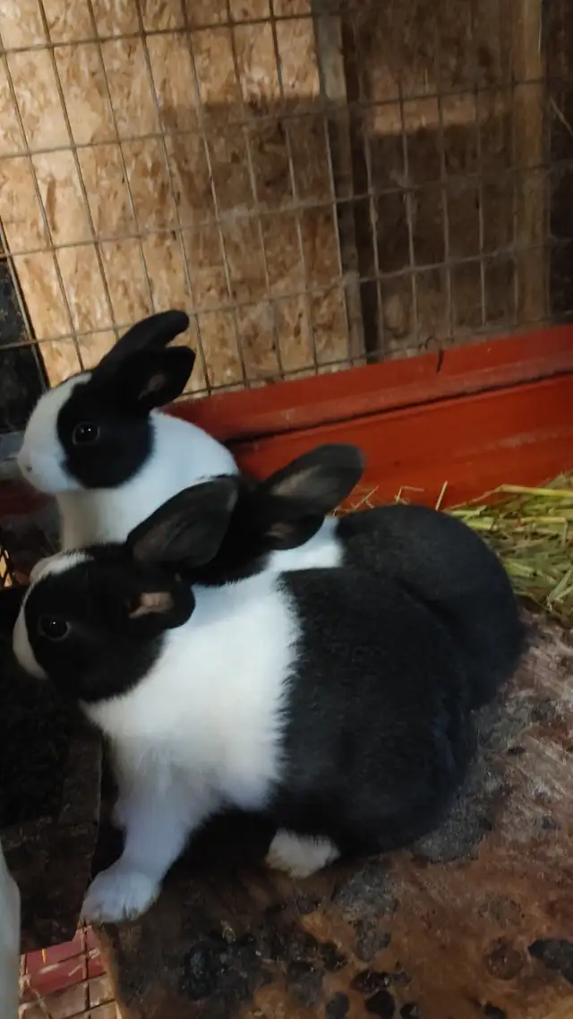 Dutch Rabbit bunnies for sale in Small Animals for Rehoming in Ottawa - Image 3