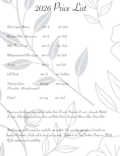 Hatching Eggs and Chicks, View more