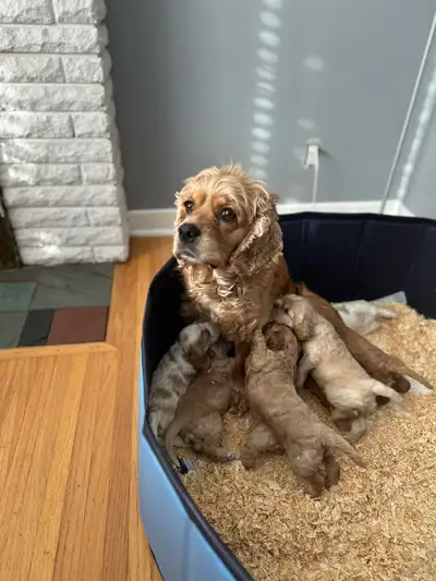 Cocker spaniel puppy’s, View more