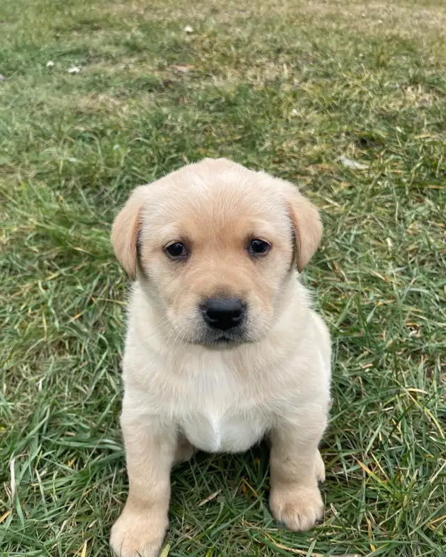 Lab Puppies For Sale in Dogs & Puppies for Rehoming in Norfolk County - Image 6