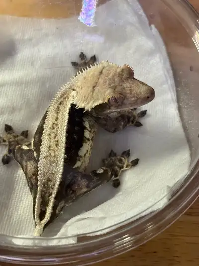 Proven EB female crested gecko , View more