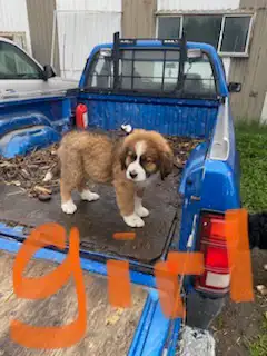 ALL PUPPIES SOLD in Dogs & Puppies for Rehoming in St. Albert - Image 5