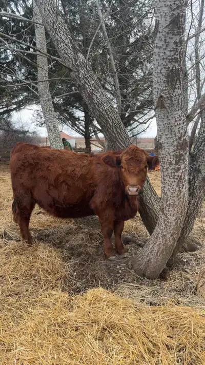 ISO- bottle calf’s , View more
