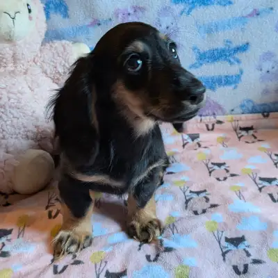 We have a super cute Canadian Kennel Club Registered Miniature Long Hair Dachshund puppy for sale to...