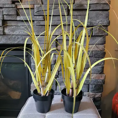 Brand New Sugar Cane 24" Artificial Plants x 2 - Show Home Decor, View more