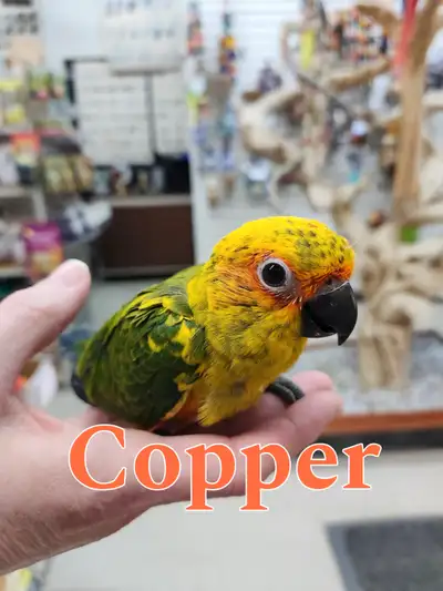 Baby Sun Conures (pure, not hybrid), View more