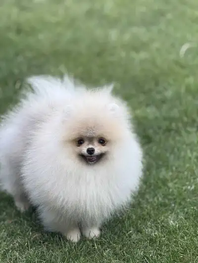 Pomeranian, View more