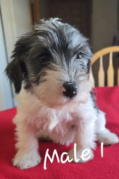 Schnorkie puppies, View more