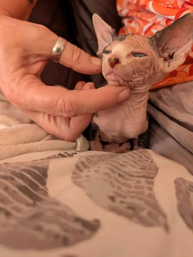 Réservée bébé chaton Sphynx in Cats & Kittens for Rehoming in Victoriaville - Image 9