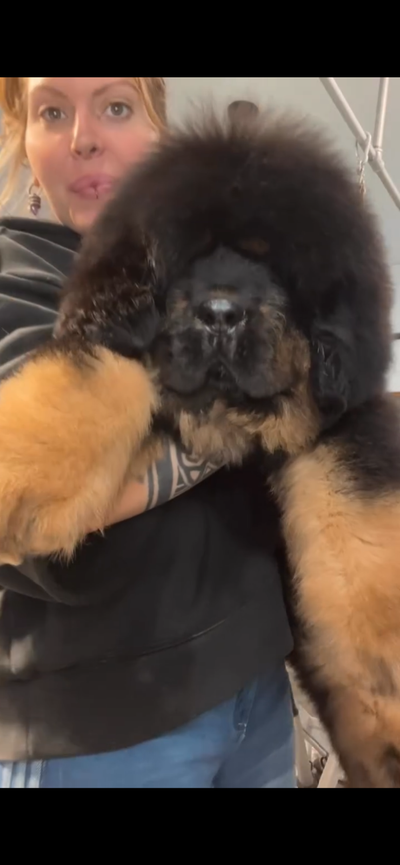 Tibetan Mastiff Puppies dog du Tibet, View more