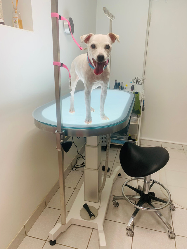 Pet sitting and Grooming  in Animal & Pet Services in Markham / York Region - Image 3