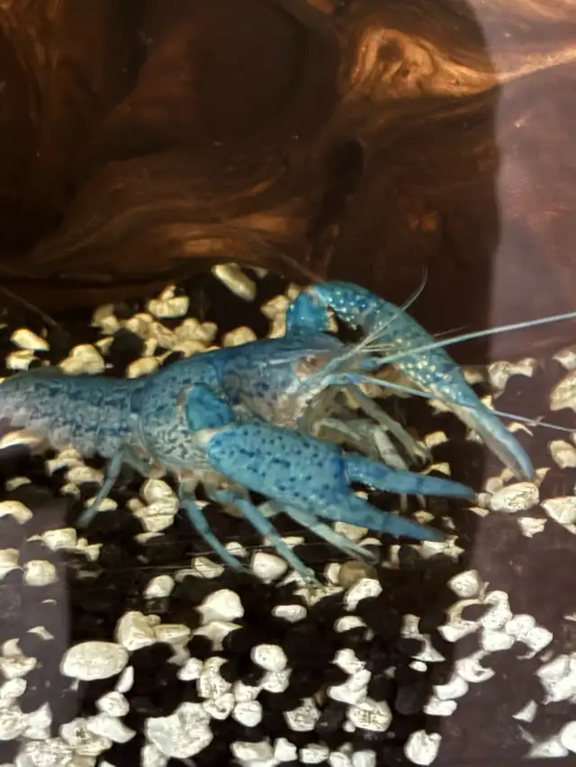 electric blue crayfish in Fish for Rehoming in Brantford - Image 4