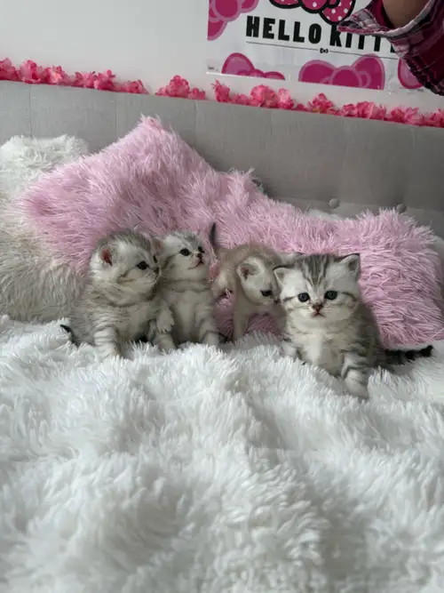Adorable kittens Scottish Straight. Dad is Scottish Straight on the 9th picture and mom is Scottish...