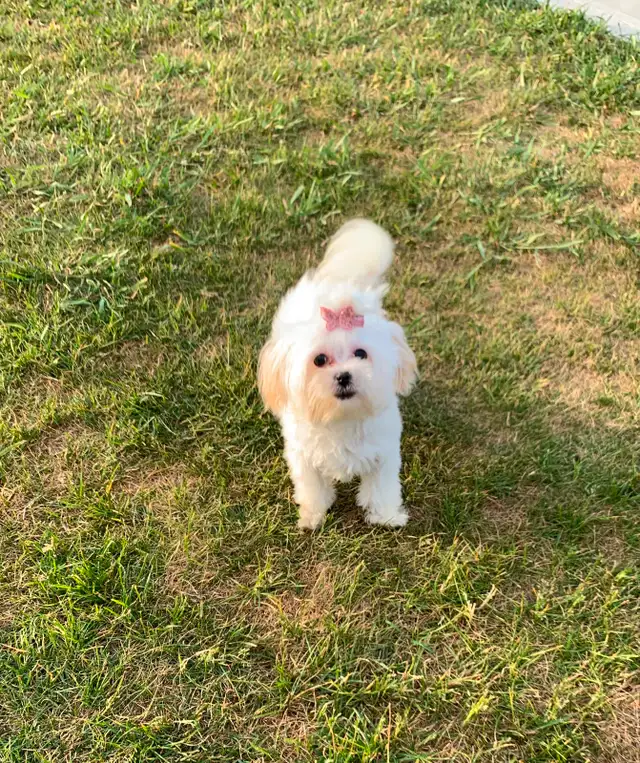 Maltipoo older pup in Dogs & Puppies for Rehoming in Edmonton - Image 9